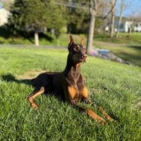 Customer dog photo