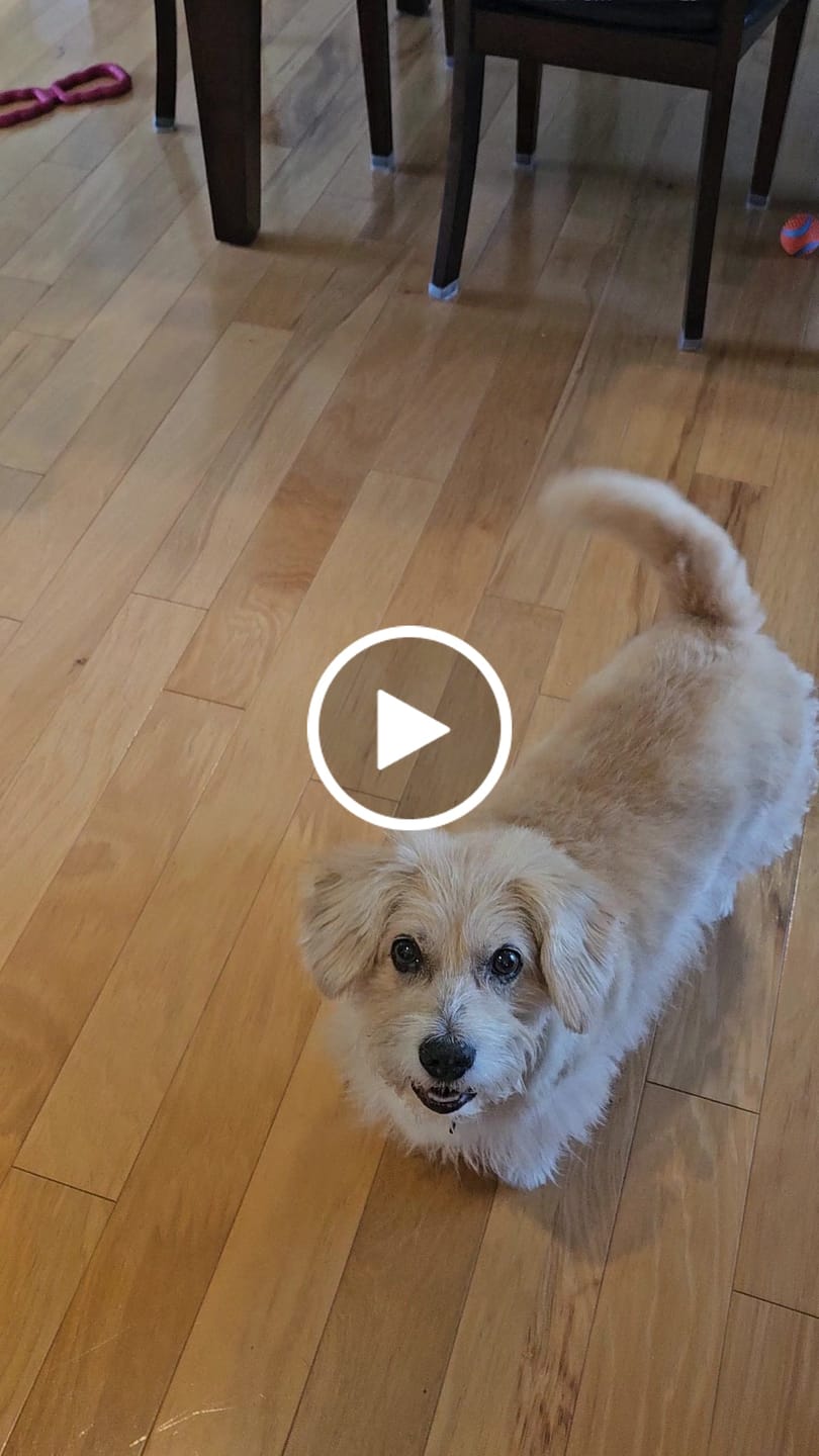 Customer video review of OptiWize Collagen +Plus Dog and Cat Joint Health Supplement