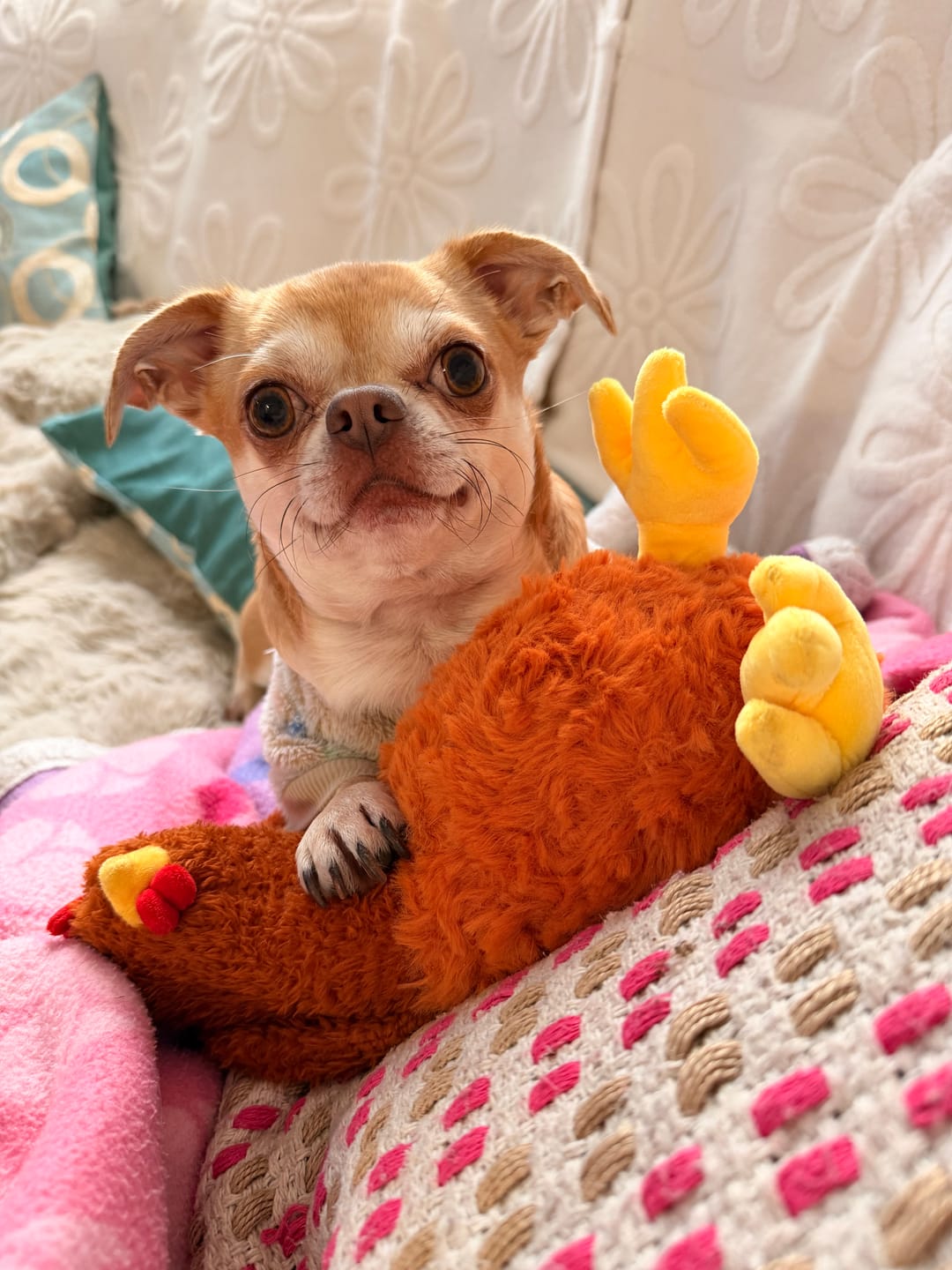 Customer photo review of Trío de Calma THE DOGS — Gallina + Pato + Oveja