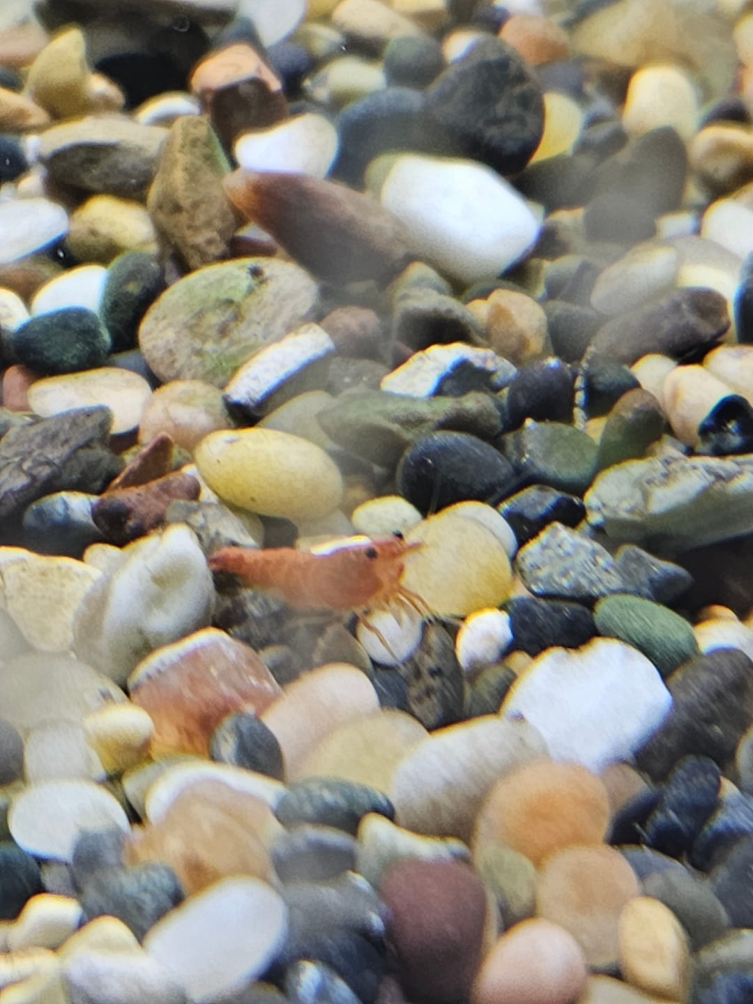 Customer photo review of Orange Rili Shrimp