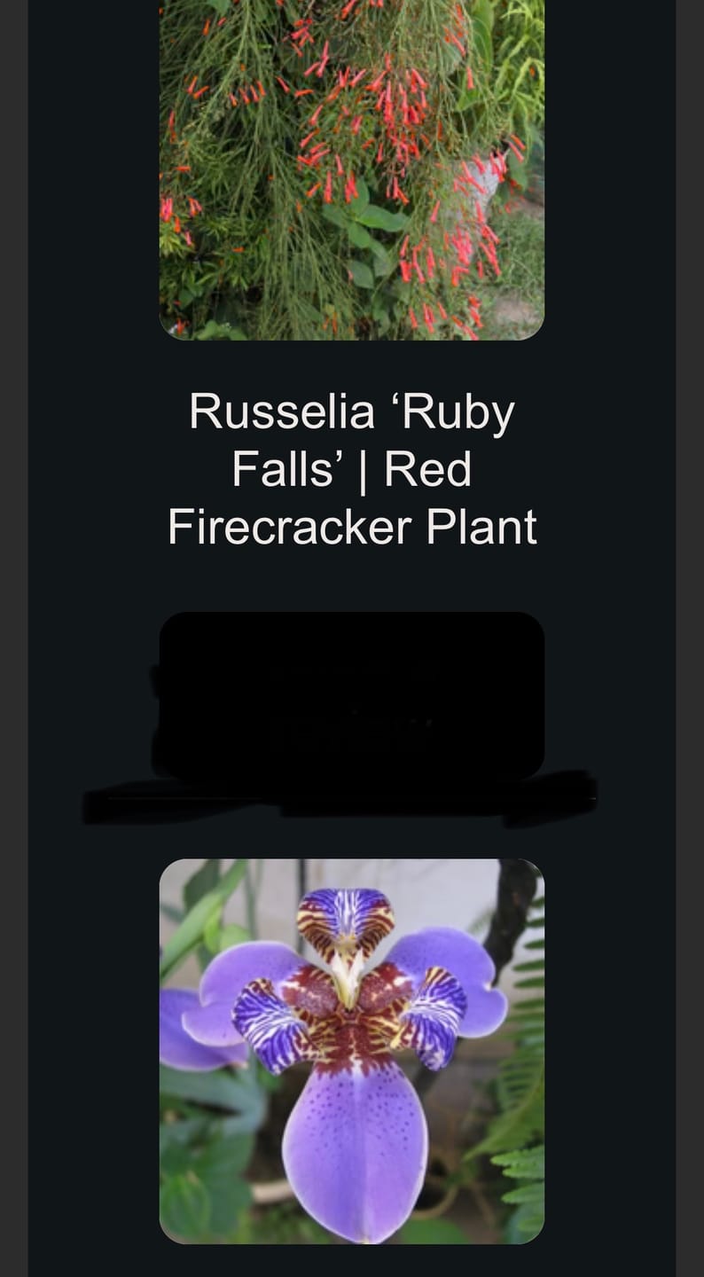 Customer photo review of Russelia ‘Ruby Falls’ | Red Firecracker Plant