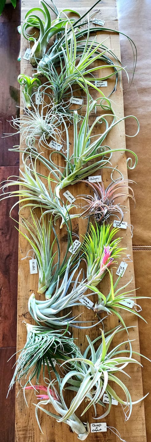 Customer photo review of Air Plant Mystery Box  Curated Tillandsia Collection  5 Tiers Available
