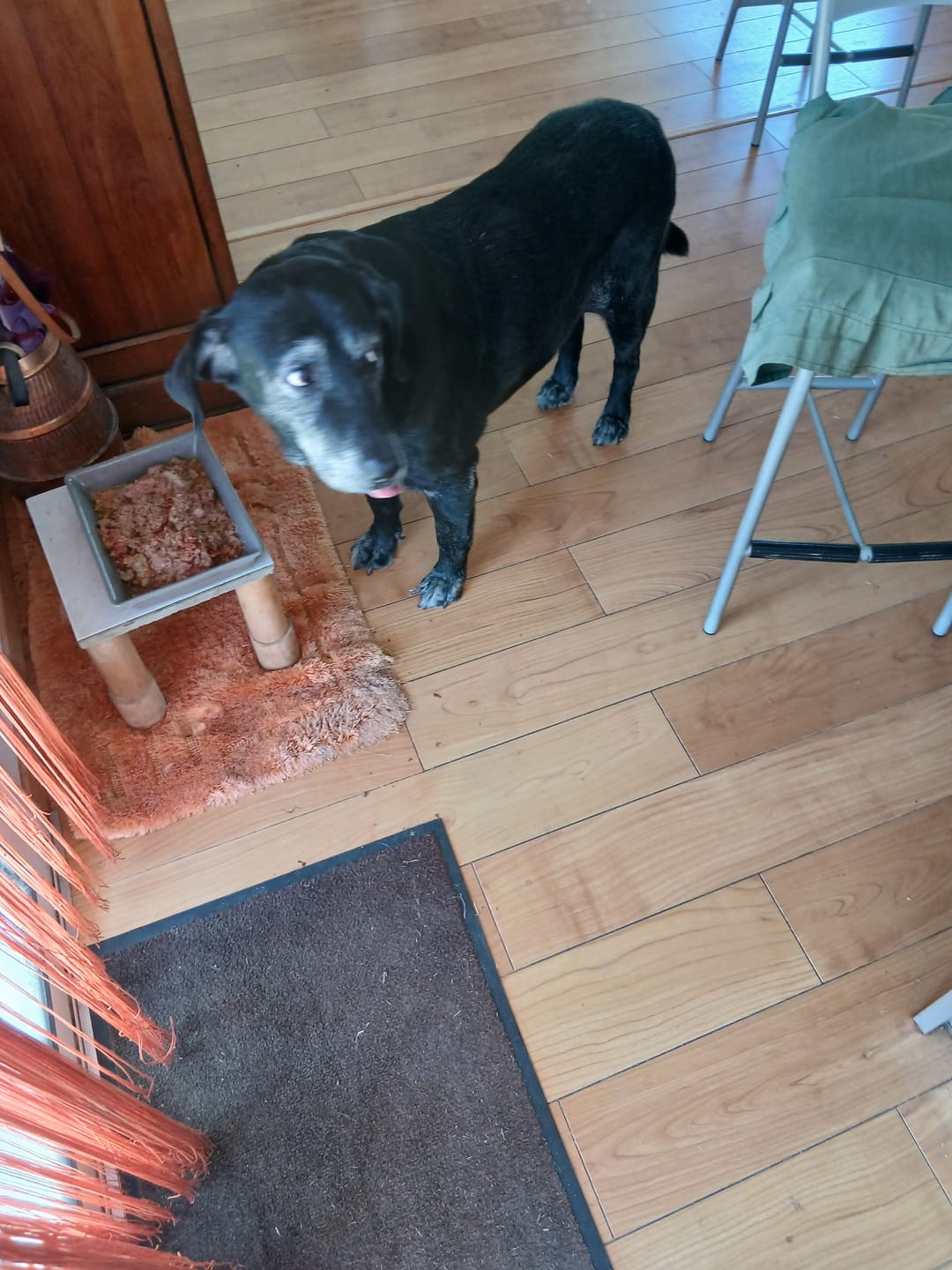 Customer photo review of Pâtées diététiques "Arthrose" (Chien adulte et Chien âgé)
