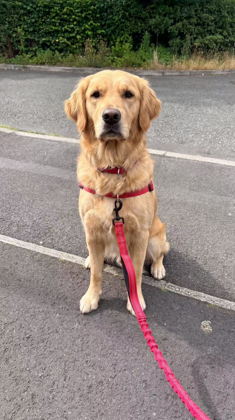Customer photo review of Personalized No-Pull Dog Harness