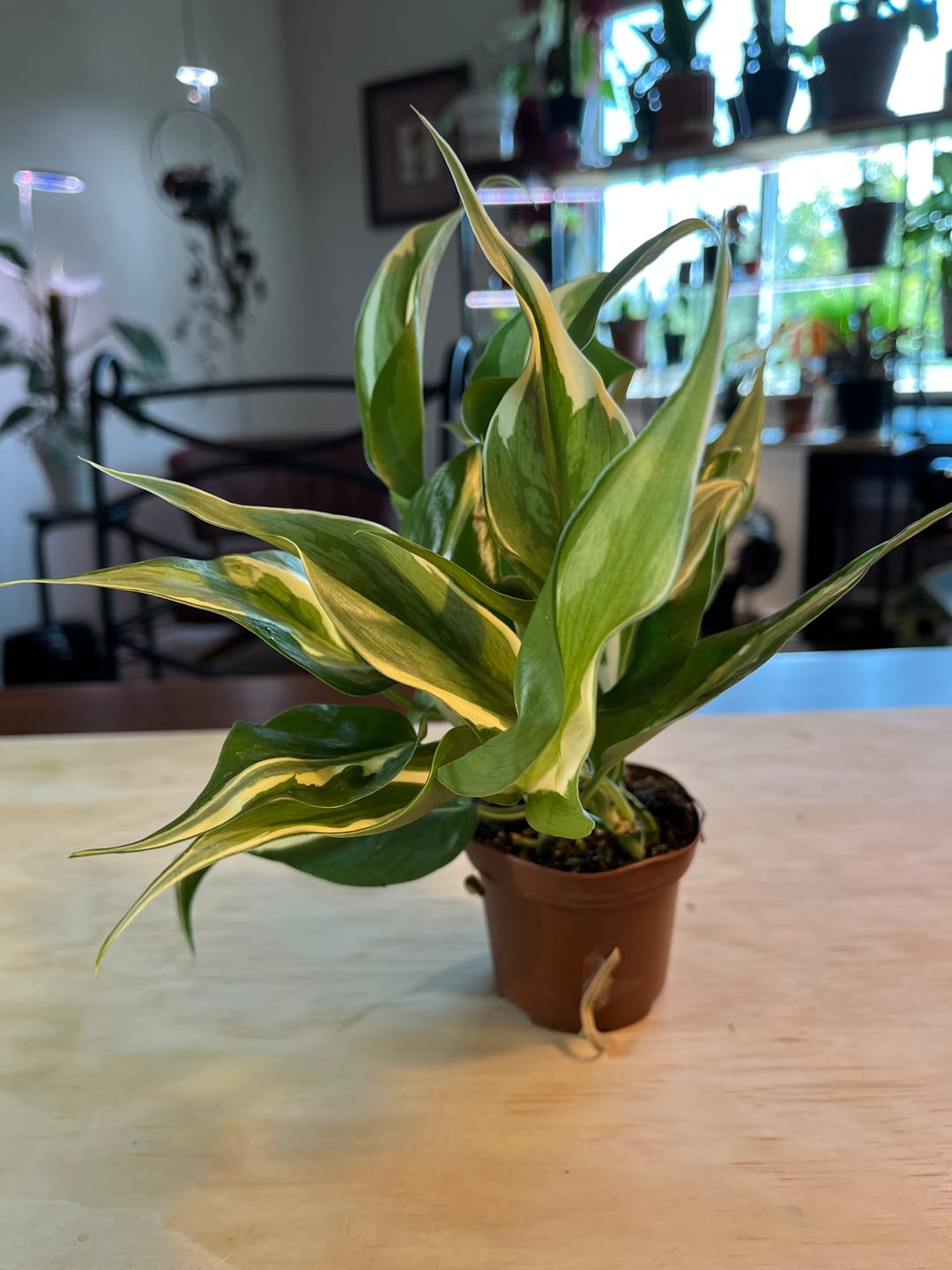 Customer photo review of Philodendron hederaceum 'Rio' - 3"