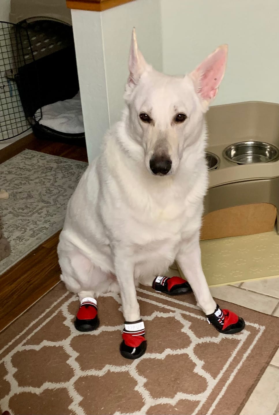 Customer photo review of AIR PUP DOG SHOES - SET OF 4