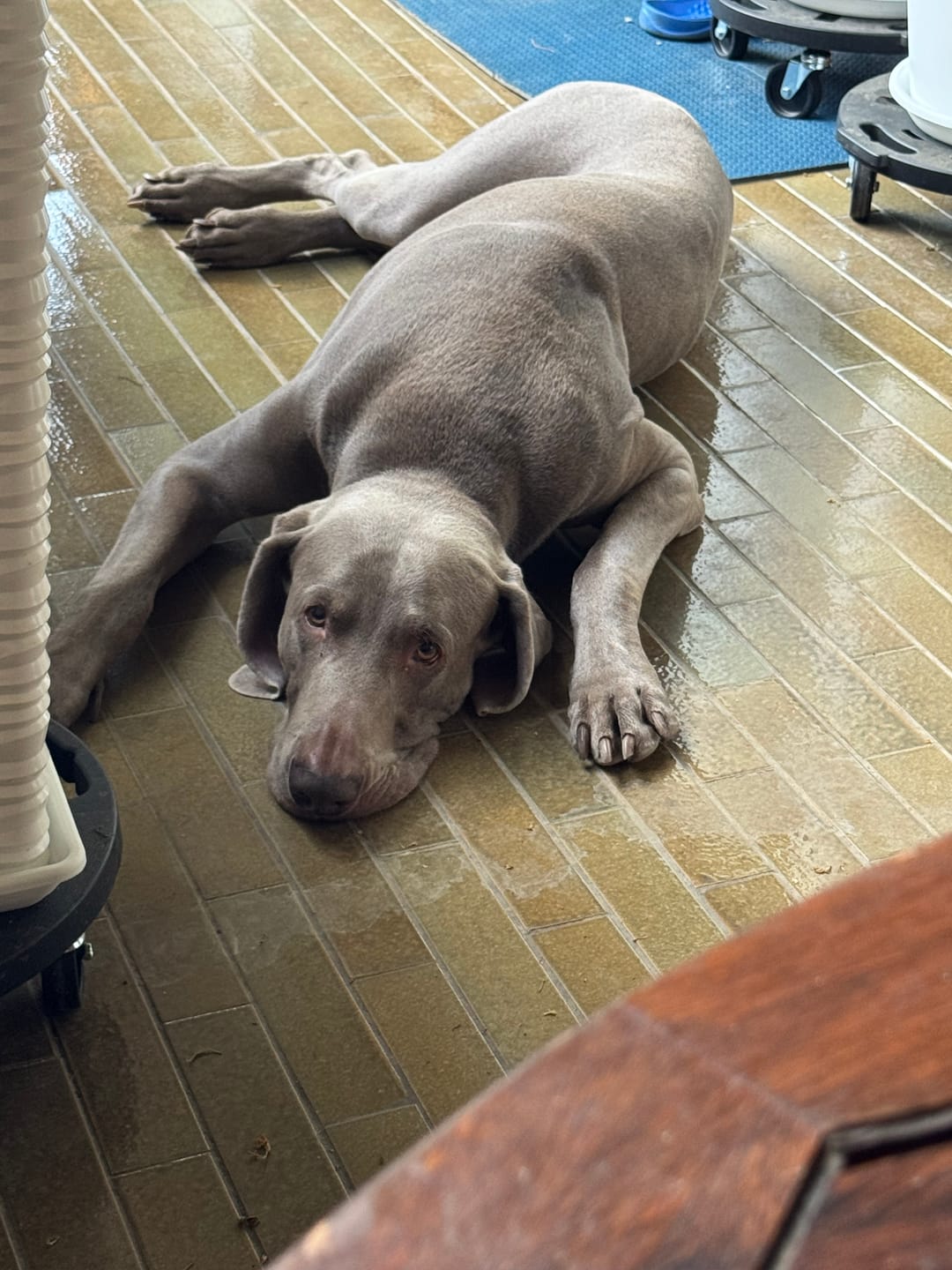 Customer photo review of FLORENTERO FAST 12 cpr – Regolatore Flora Intestinale Cani e Gatti