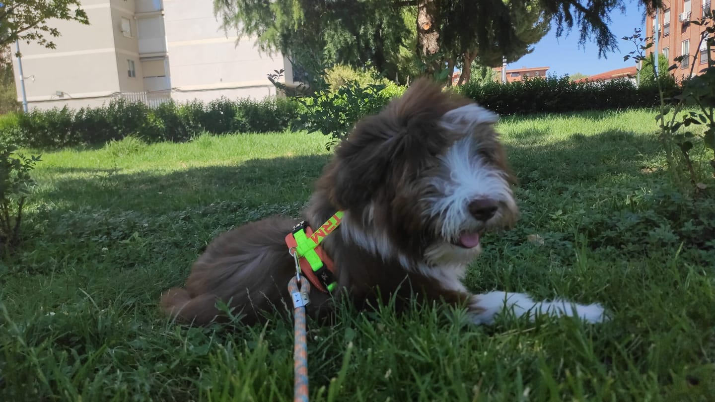 Customer photo review of Grain Free Giant Puppy