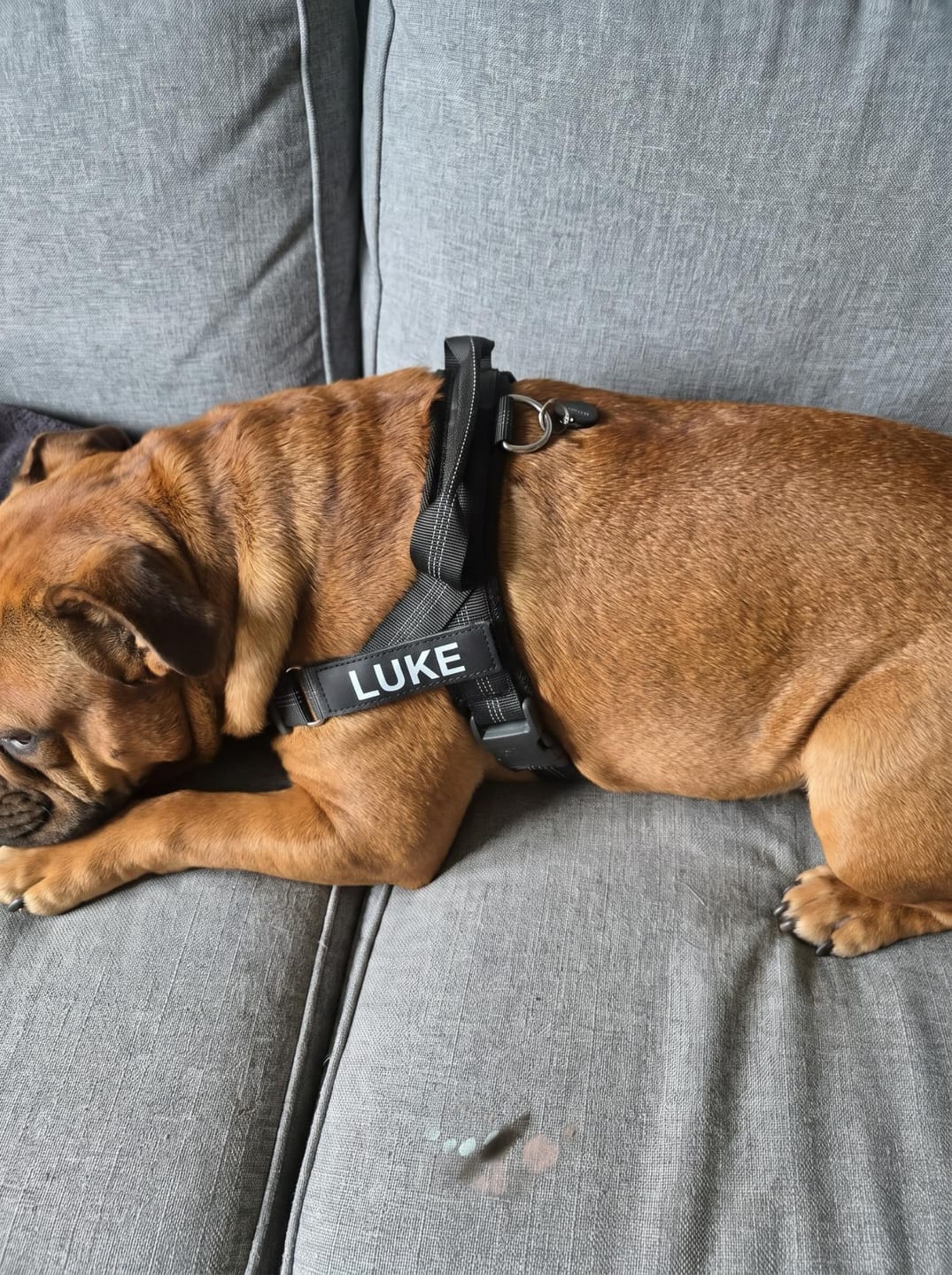 Customer photo review of Personalized No-Pull Dog Harness