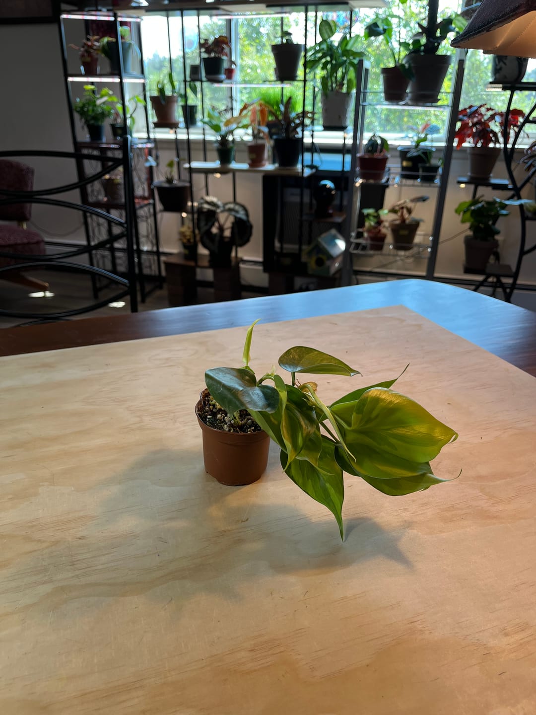 Customer photo review of Philodendron hederaceum 'Carnival'