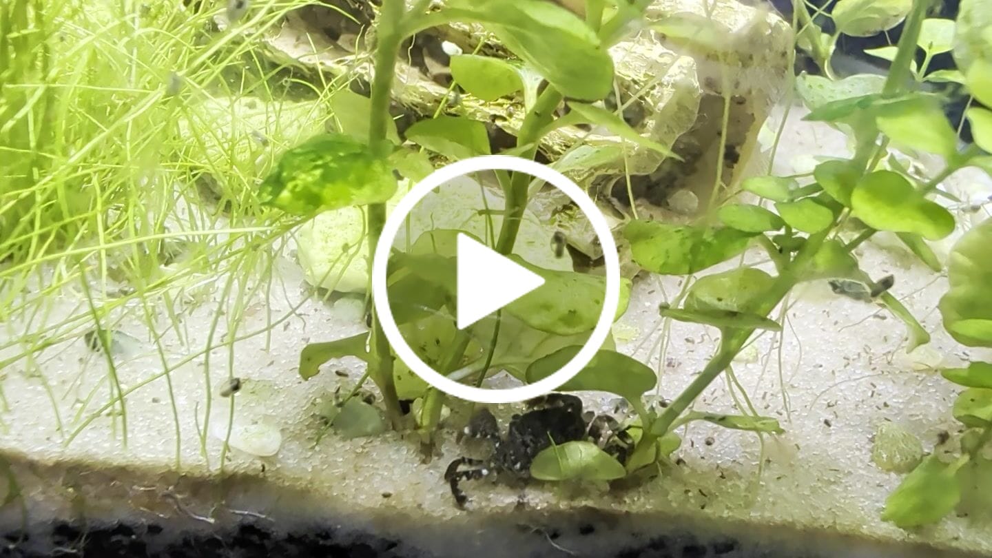 Customer video review of Freshwater Pom Pom Crab (Ptychognathus barbatus)