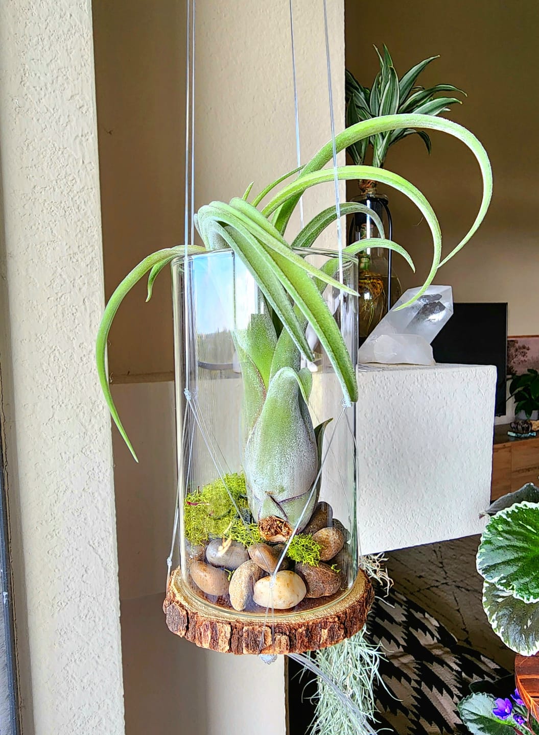 Customer photo review of Long John  (pseudobaileyi x intermedia)