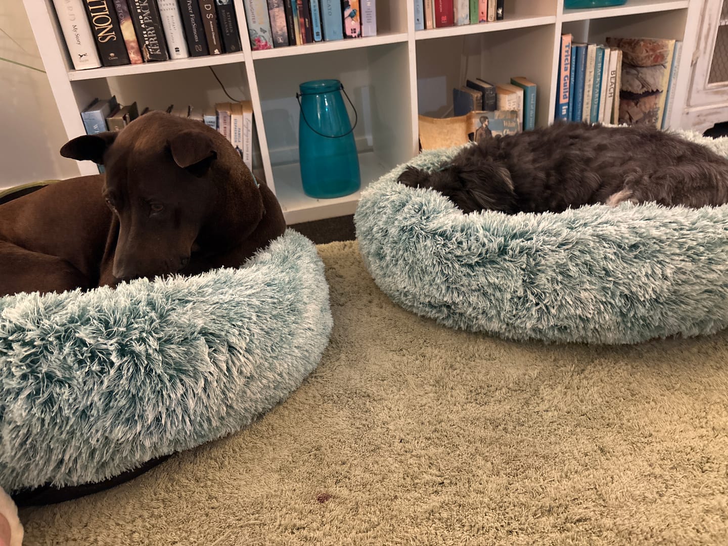 Customer photo review of Calming Pet Bed with Removable Cover