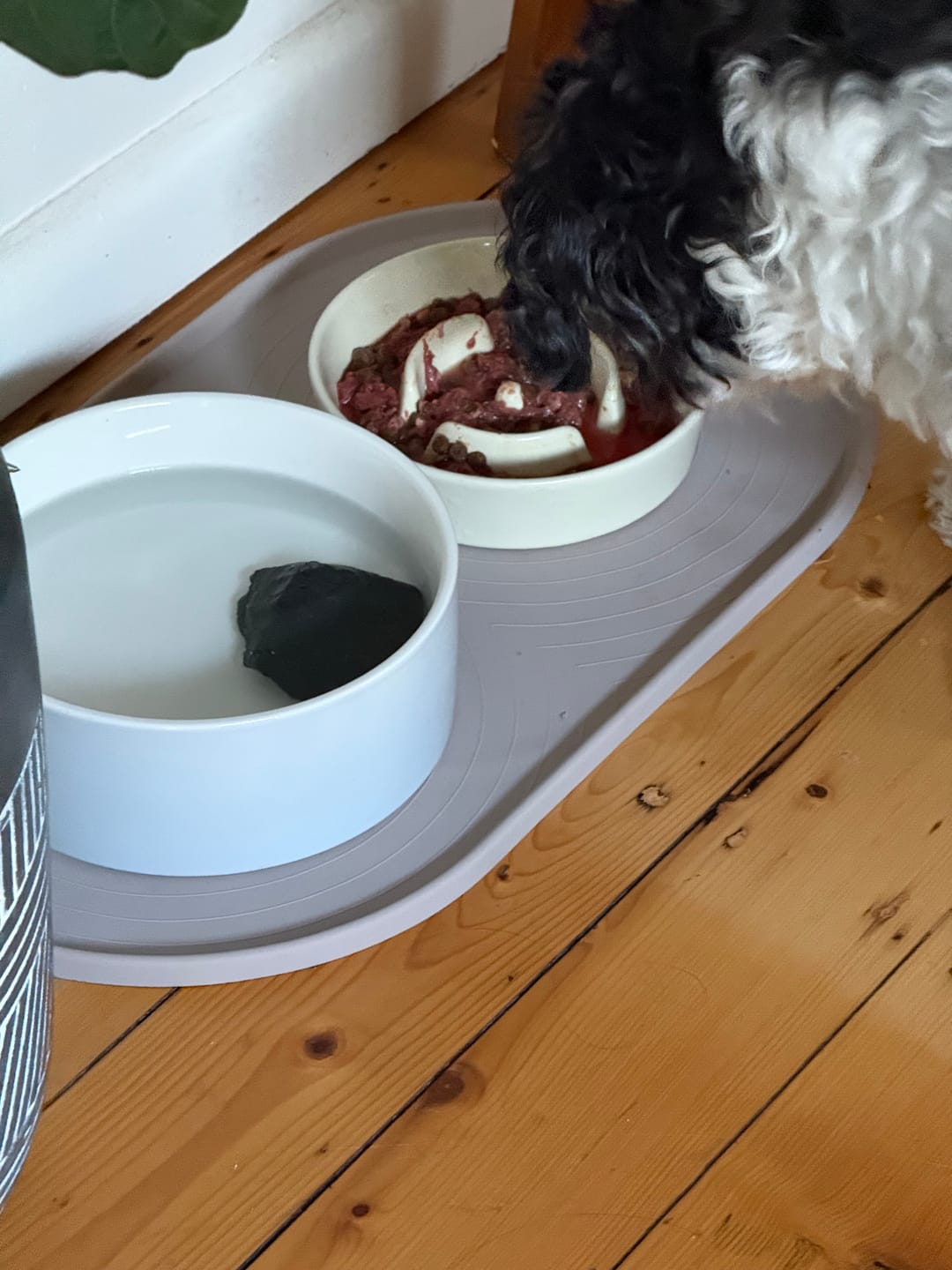 Customer photo review of Ceramic Slow Feeder Pet Bowl for Dogs and Cats