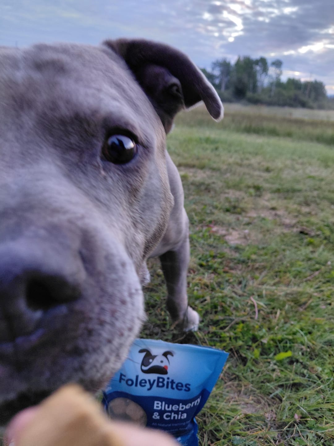 Customer photo review of Anxiety & Allergy Support - Blueberry