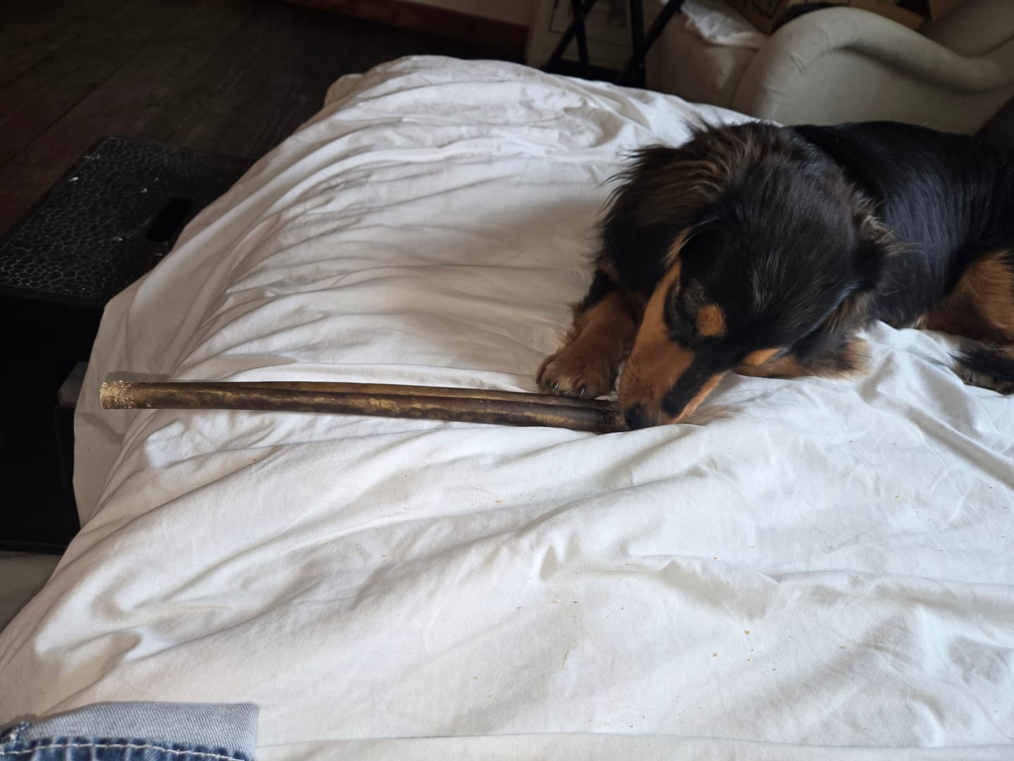 Customer photo review of Himalayan Yak Cheese Chew Dog Treat