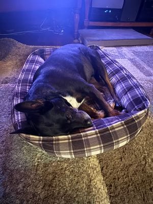 Dog sleeping in bed