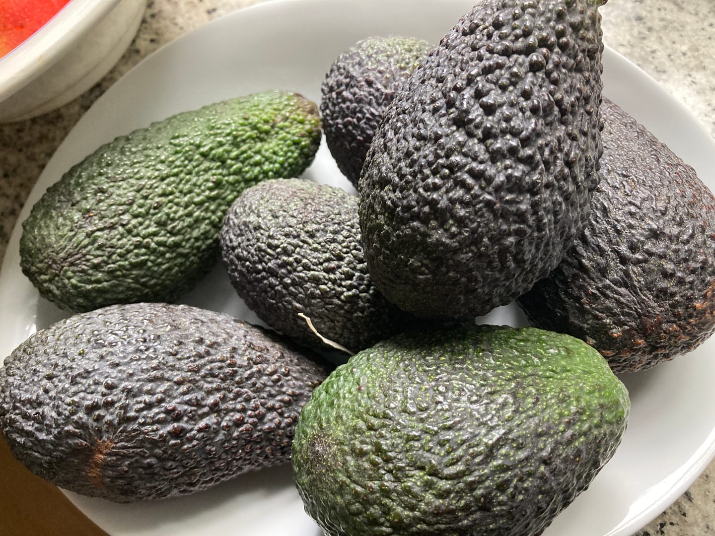 Customer photo review of Avocado Hass 15 Monate baumgereift von Julian