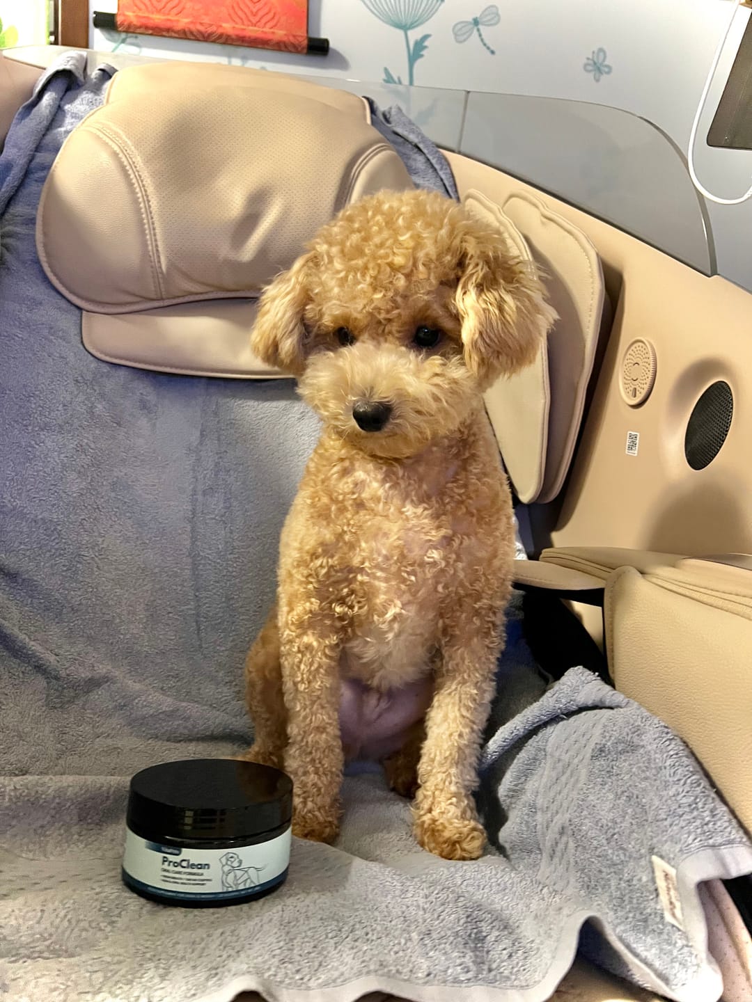 Customer photo review of ProClean™狗狗天然潔牙護齒配方
