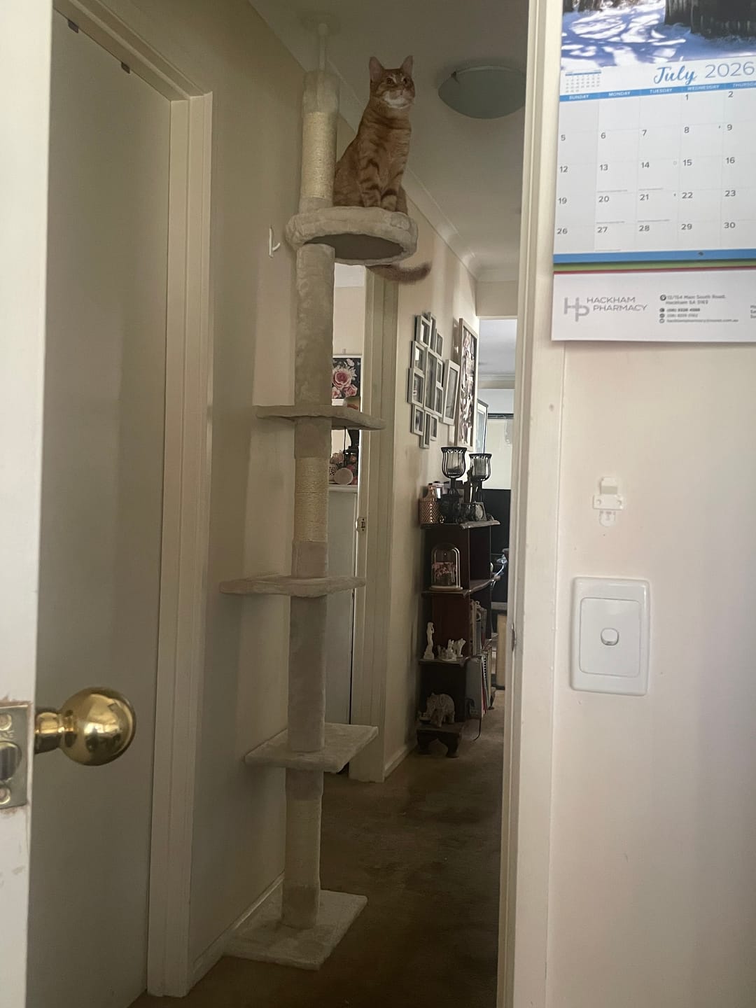 Customer photo review of Floor to Ceiling Cat Tree 230-275cm