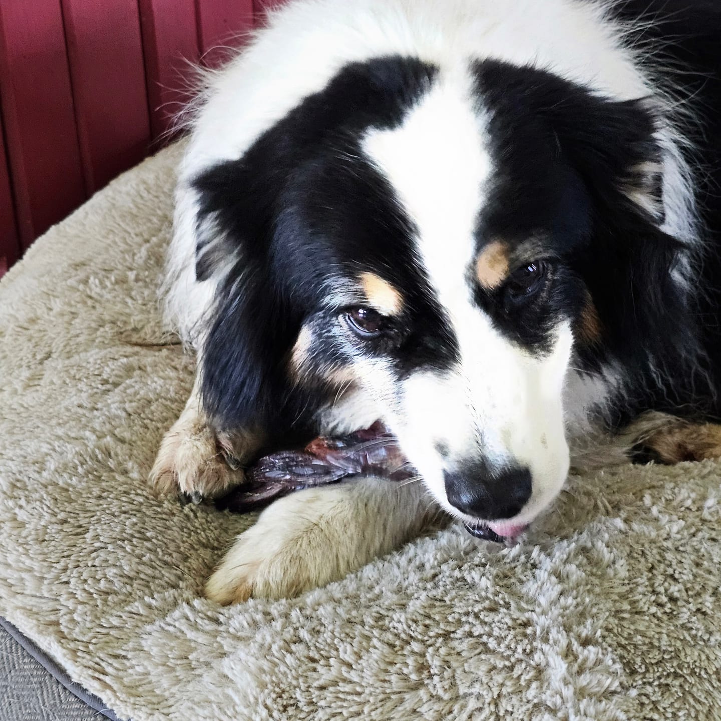 Customer photo review of 6 Inch Braided Jerky Stick