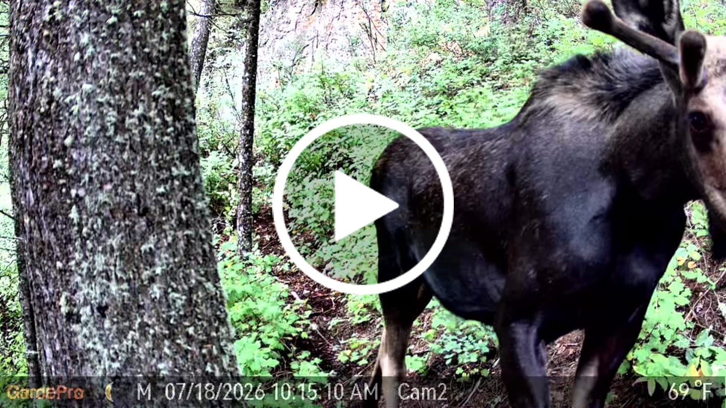 Customer video review of GardePro Link 1.0 3000ft(1km) Long-Range Wireless Trail Camera