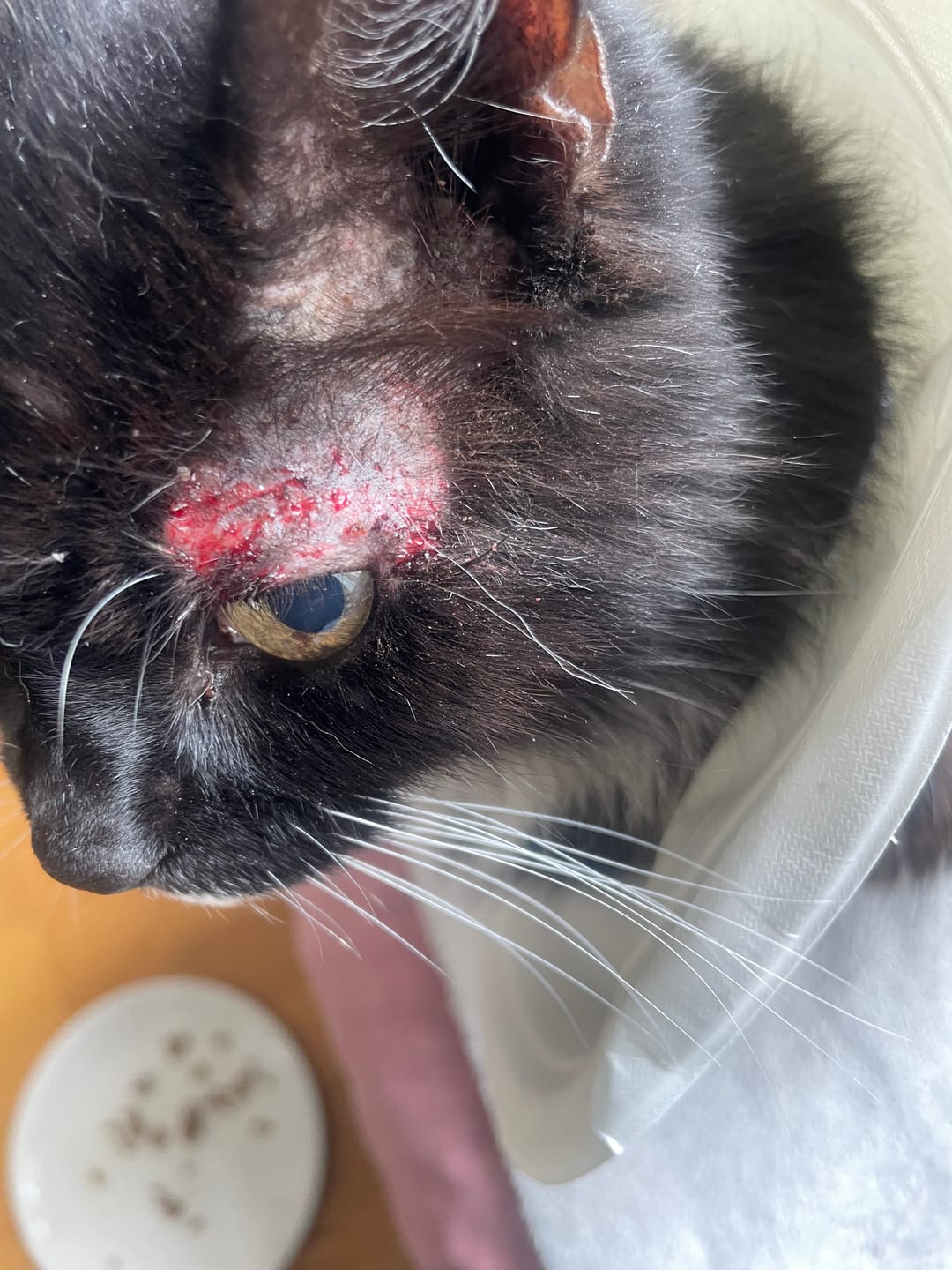Customer photo review of Cat Gel