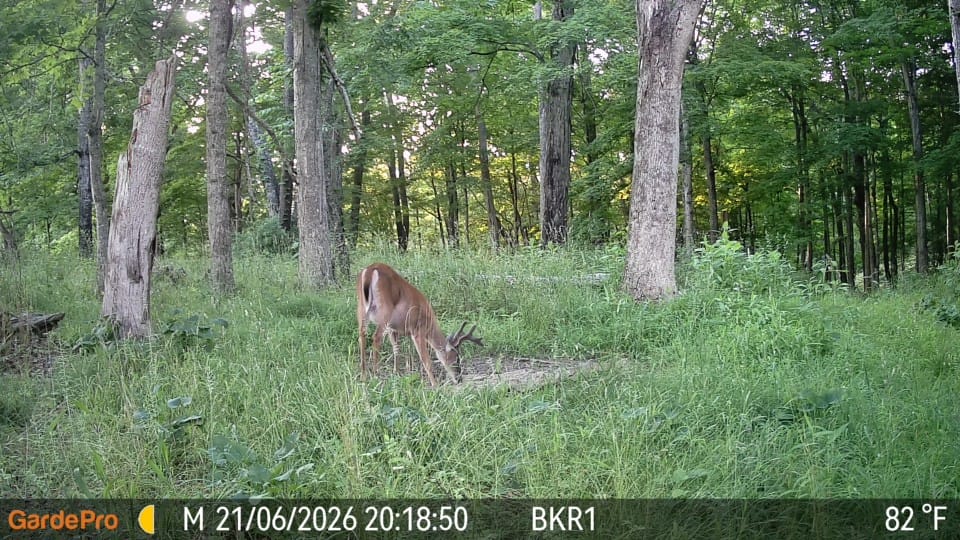 Customer photo review of GardePro X66 Pro Cellular Trail Camera