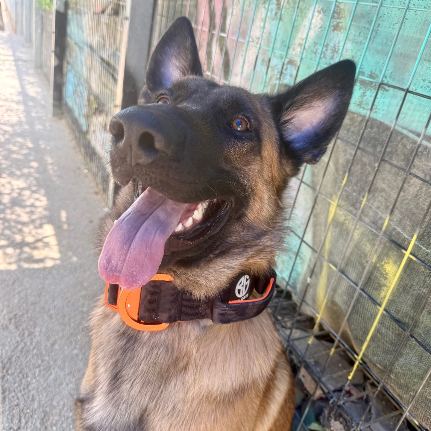 Customer photo review of Collare Crime 5cm