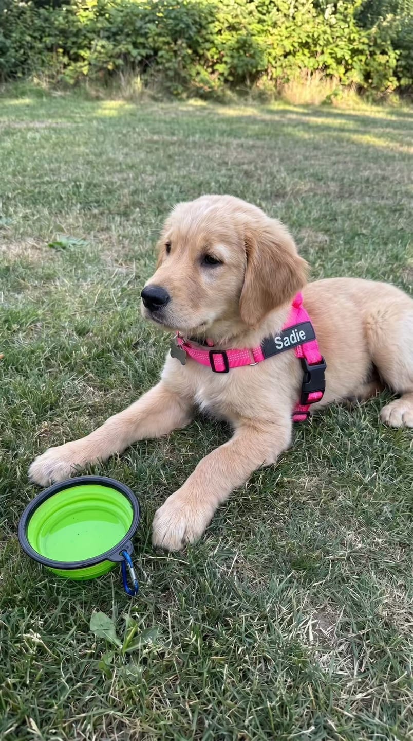 Customer photo review of Personalized No-Pull Dog Harness