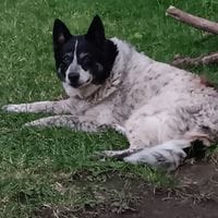 Customer dog photo