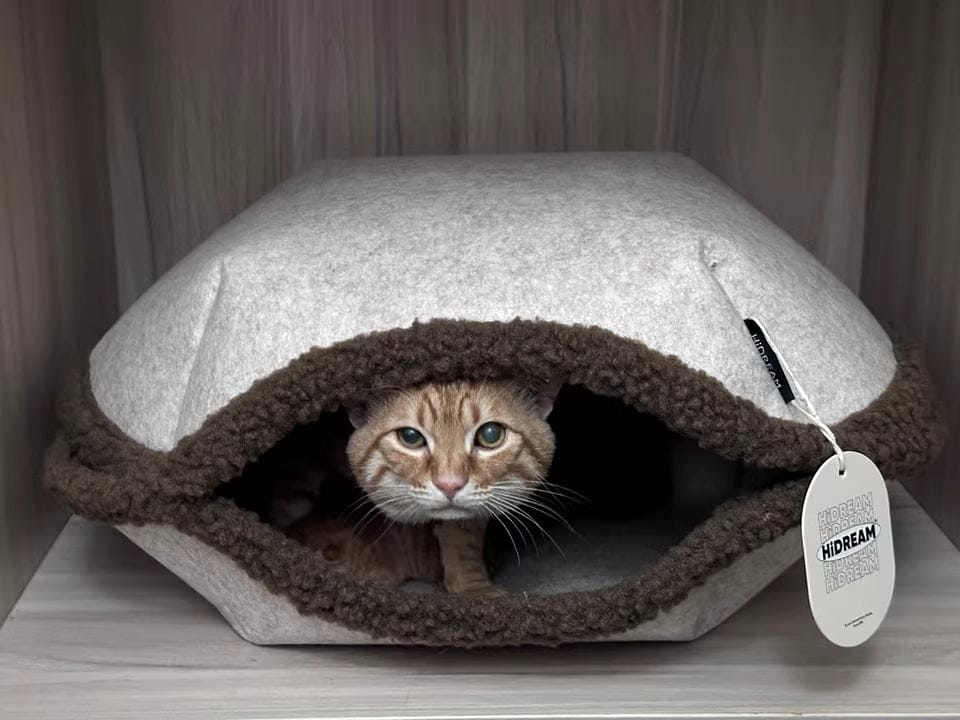 Customer photo review of Semi-Enclosed Dual-Mode Shell Cat Bed