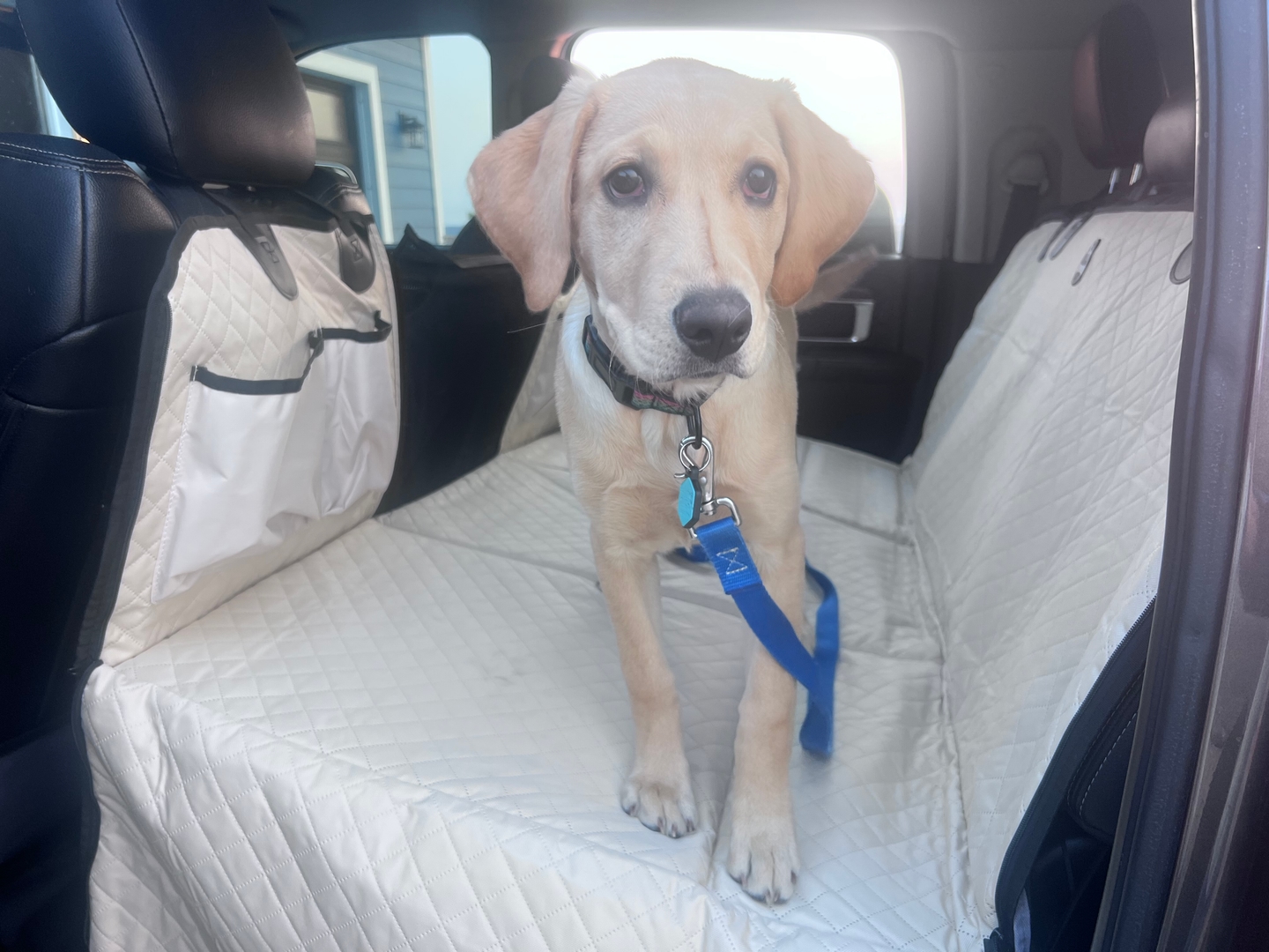 Customer photo from Cory B.: Willow standing on the flat floor of a Beige Team K9 hard-bottom backseat extender