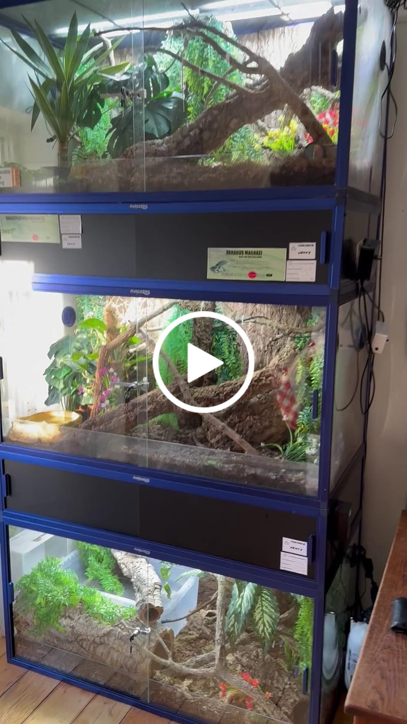 Customer video review of 120 Gallon Bearded Dragon Enclosure 4x2x2