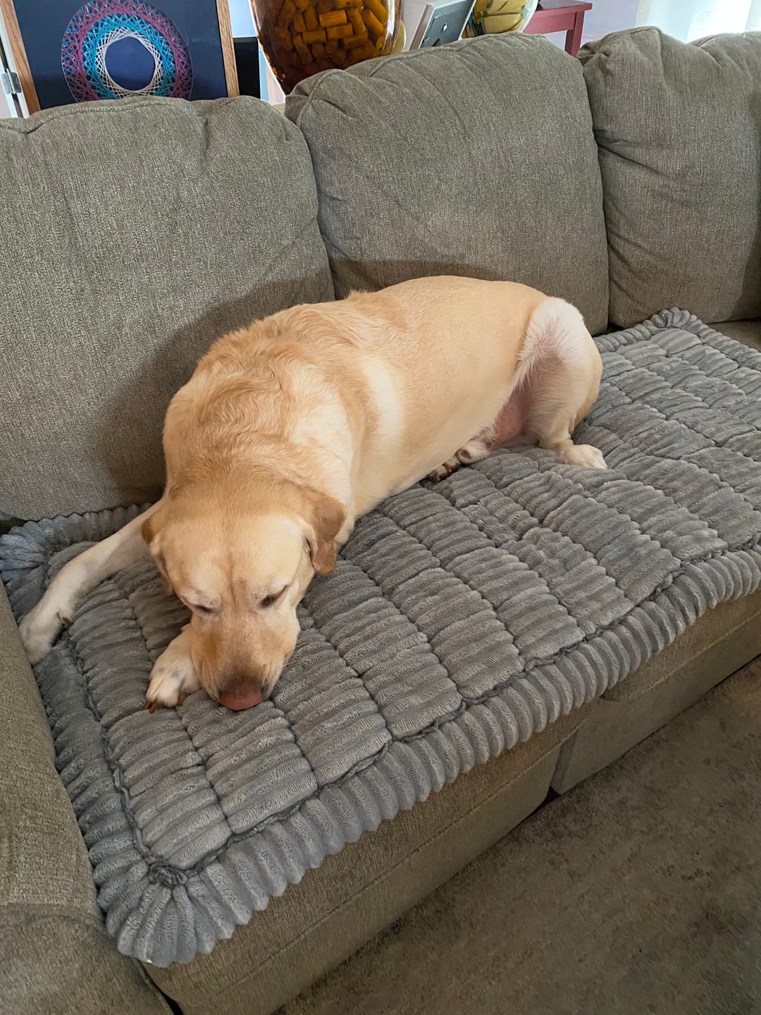 Customer photo review of Thickened Dog Bed for Car Back Seat & Couch