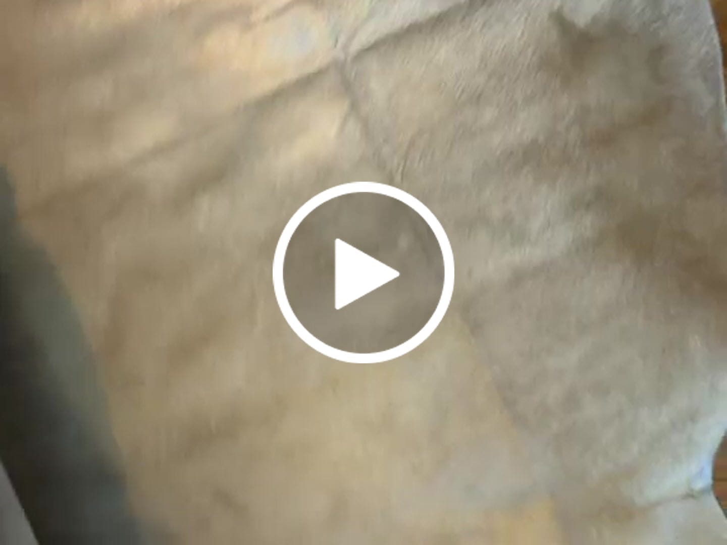 Customer video review of SUPER SALE Beige Natural Cowhide Rug - X-Large 7' 2"H x 6' 9"W