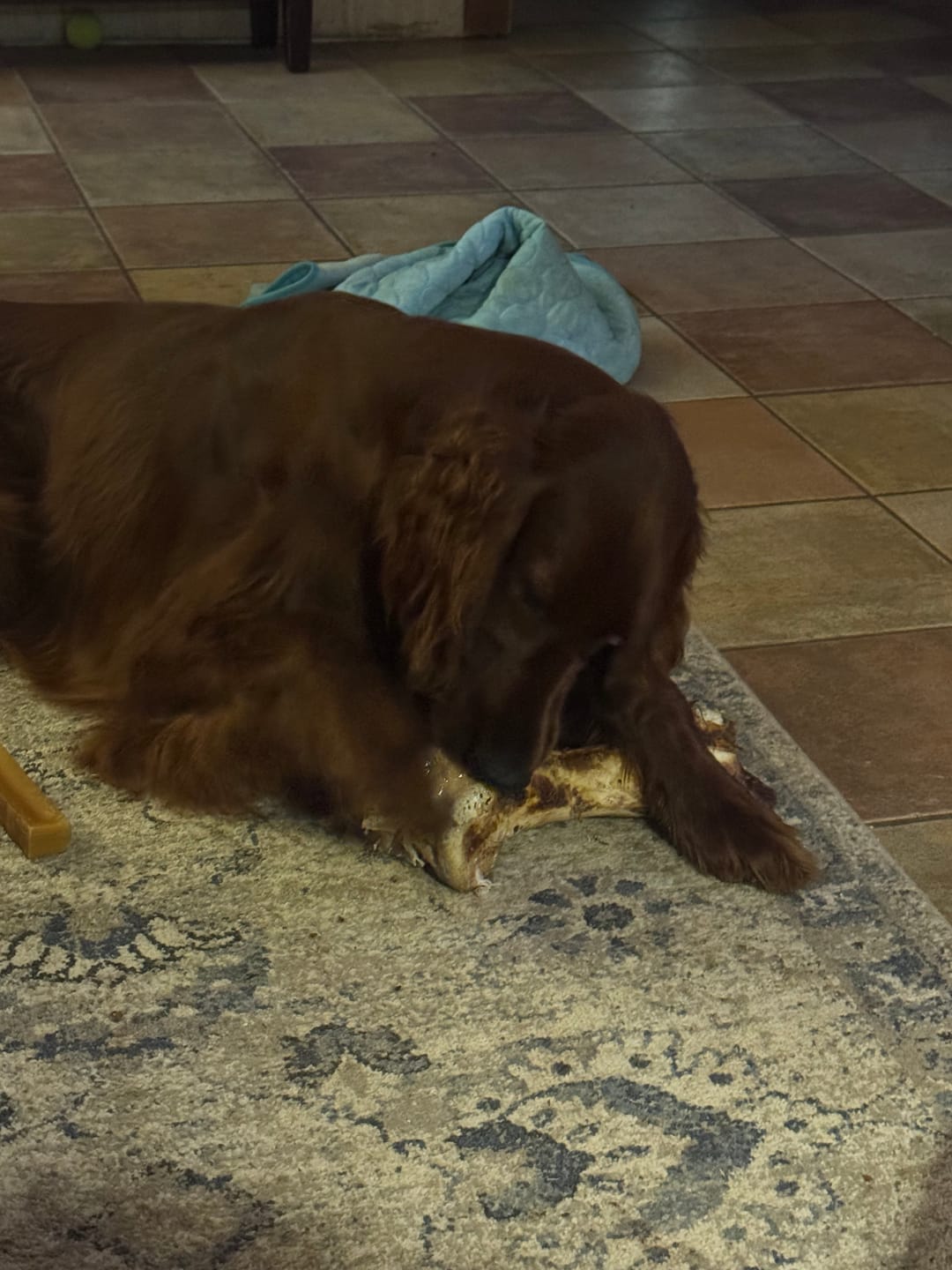 Customer photo review of Ostrich Hip Bone (12" x 5"x 3”): The Durable, Flavor-Packed Chew for Medium & Large Dogs