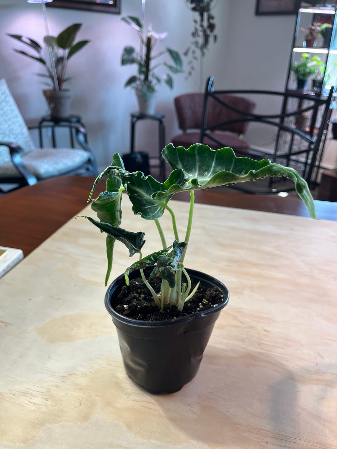 Customer photo review of Alocasia ‘Loco’