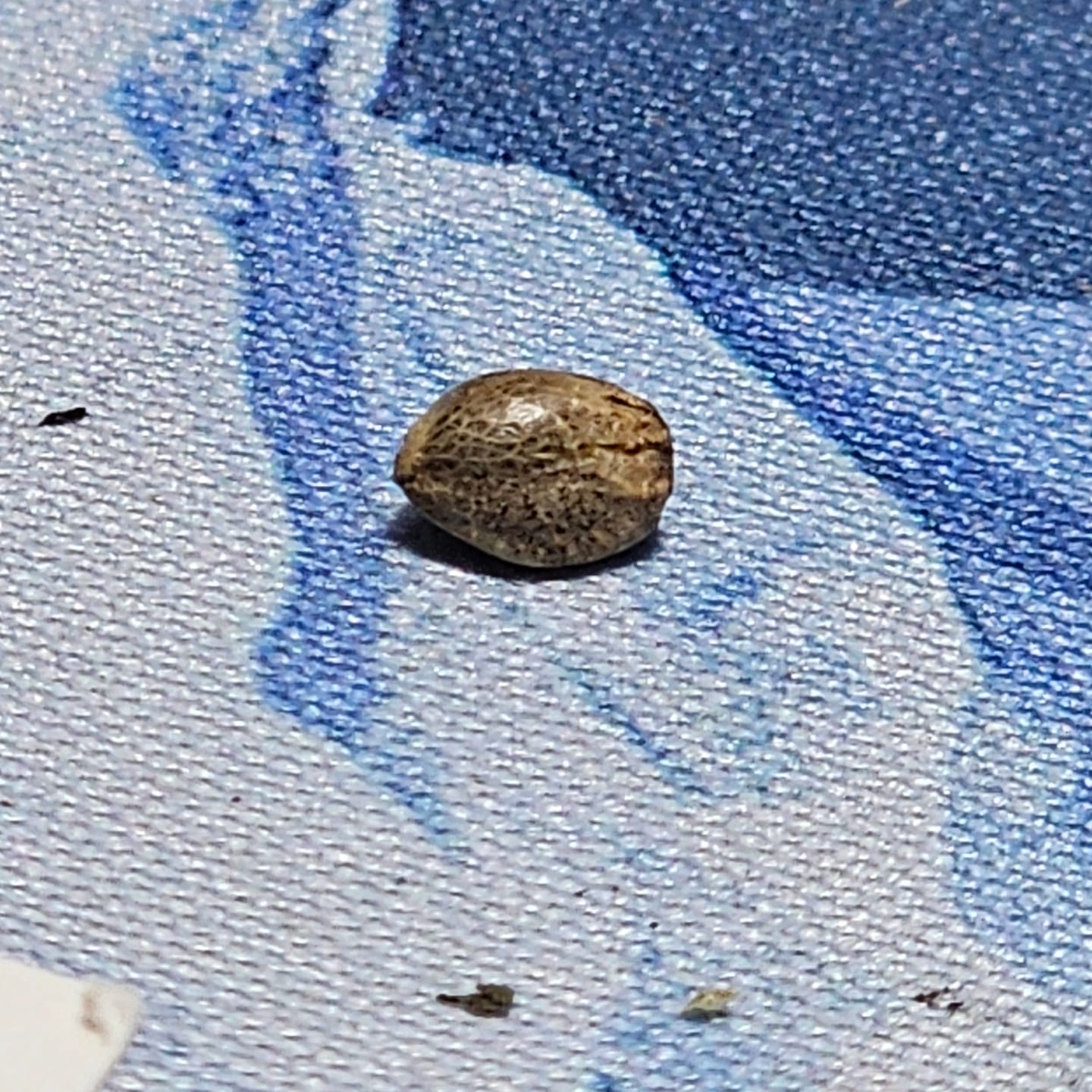 Customer photo review of Blueberry Zkittlez - 28 Grams - Indica