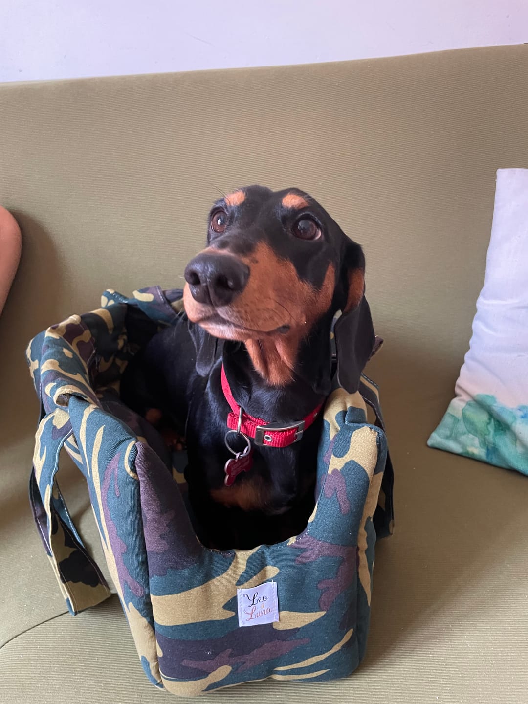 Customer photo review of Borsa Trasportino Cane Camouflage | Lavabile | Made in Italy — Leo e Luna