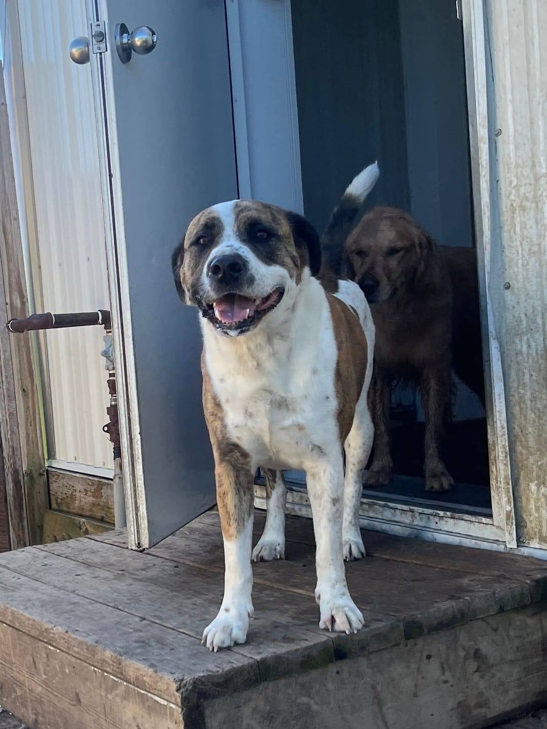 Customer photo review of Himalayan Yak Chew (LARGE)