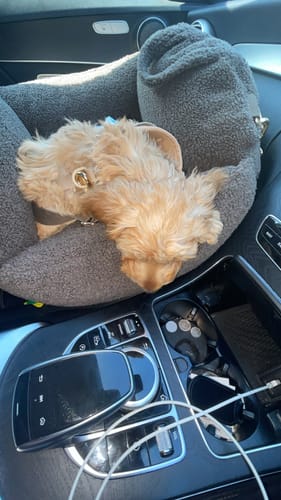 Customer's puppy resting in a grey Cosy Car Seat inside a car console area.
