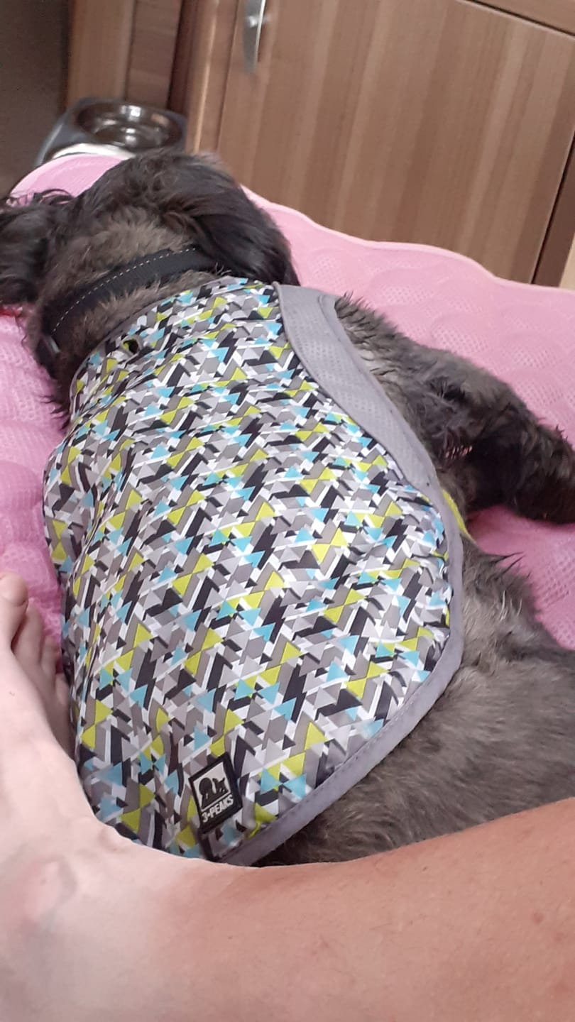 Customer photo review of IcyNap | Ice-Silk Continuous Cooling Dog Cooling Mat