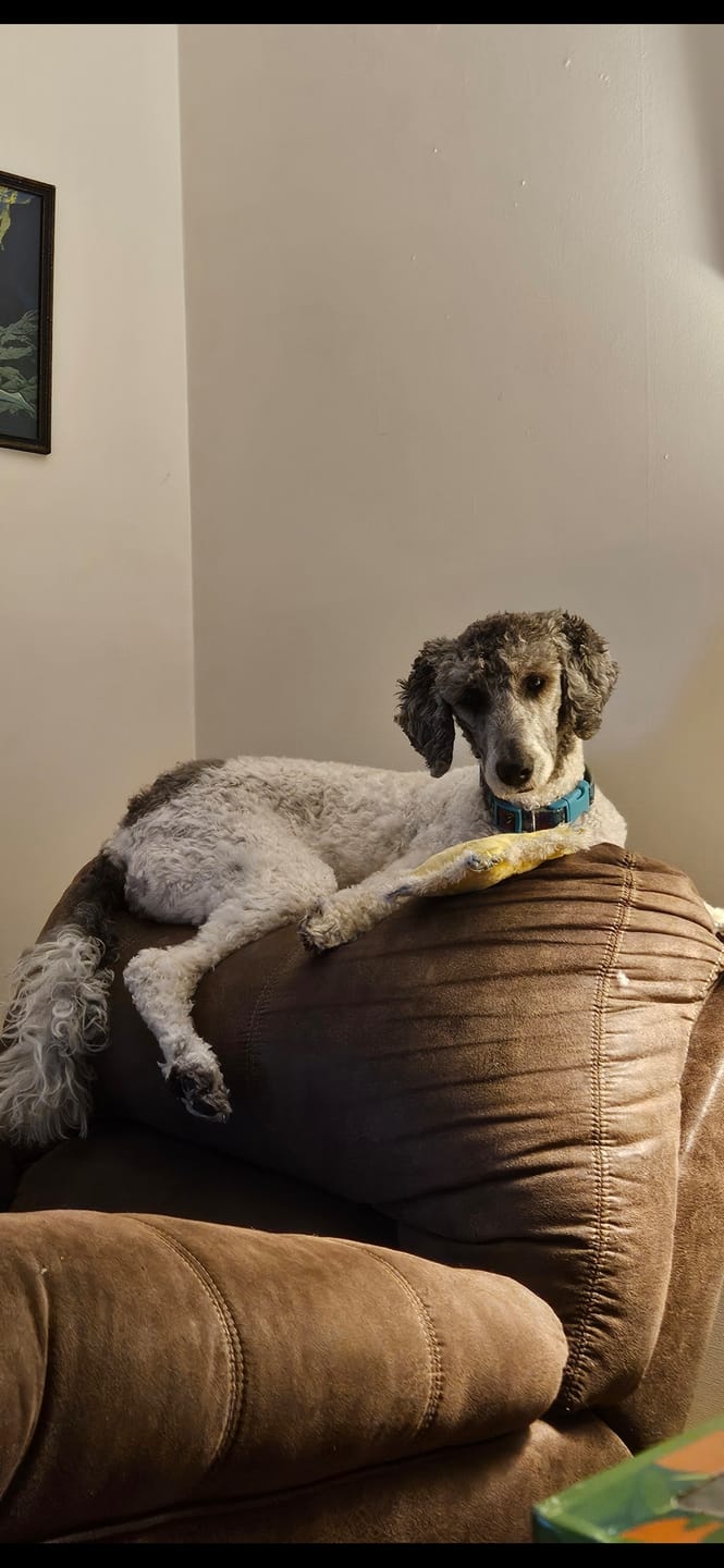 Customer photo review of 6 Inch Standard Braided Bully Stick