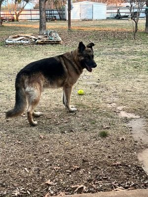 Customer dog photo