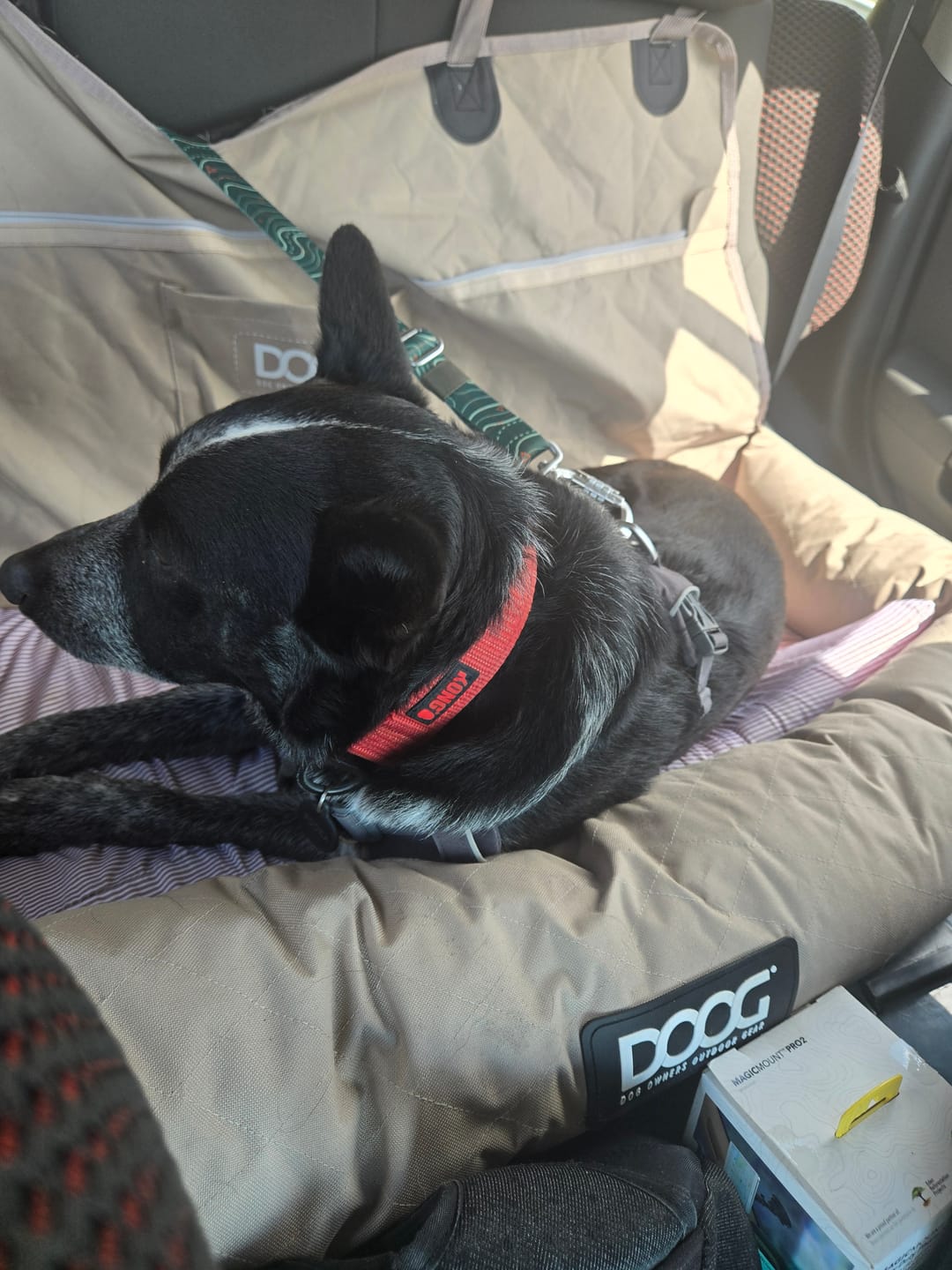 Customer photo review of Dog Car Seat - Large