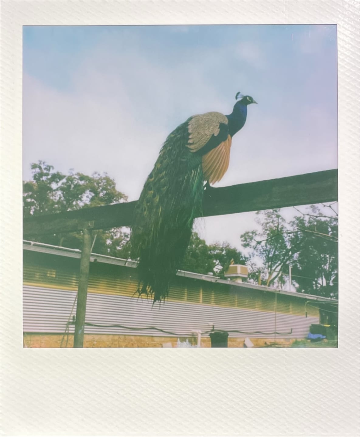 Customer photo review of Polaroid SX-70 Original Chrome Instant Camera