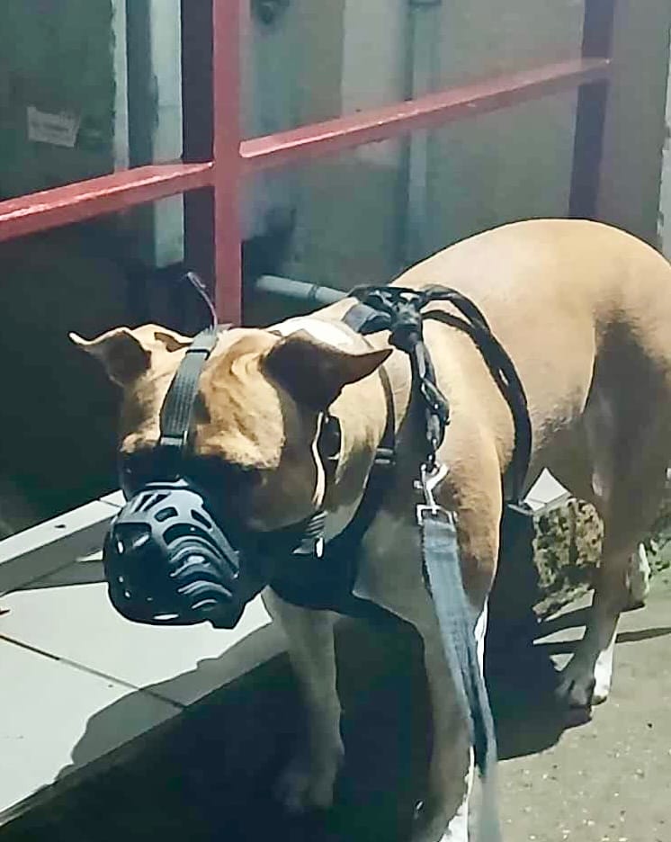 Customer photo review of Muzzle | Flexi & Legal Requirement - S-XL Breeds - Black