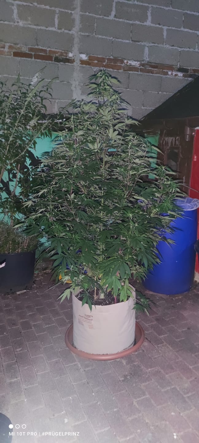 Customer photo review of Root Heaven Stoff Topf
