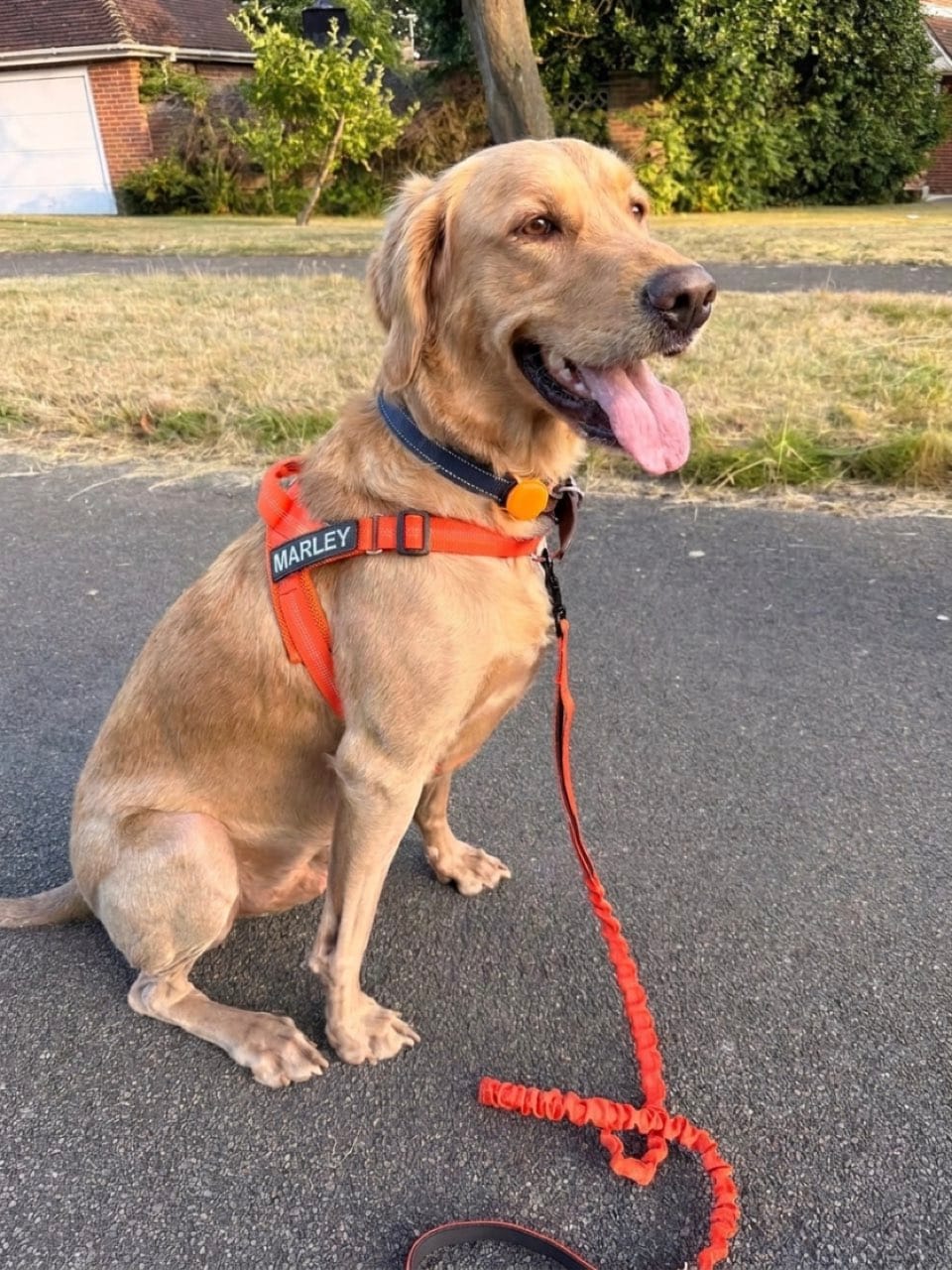 Customer photo review of Personalized No-Pull Dog Harness